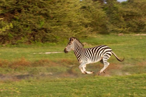 Common plains zebra