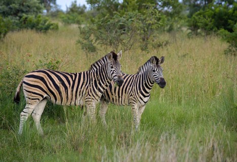 Burchell's Zebra