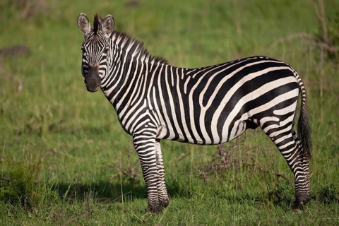 Common plains zebra
