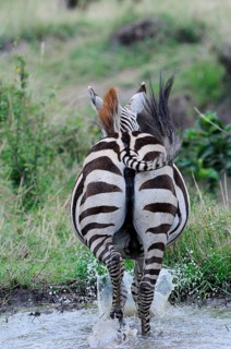 Common plains zebra