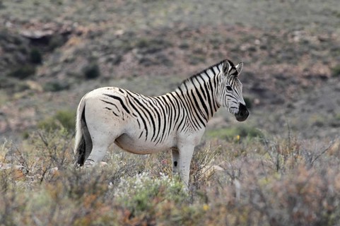 Common Zebra