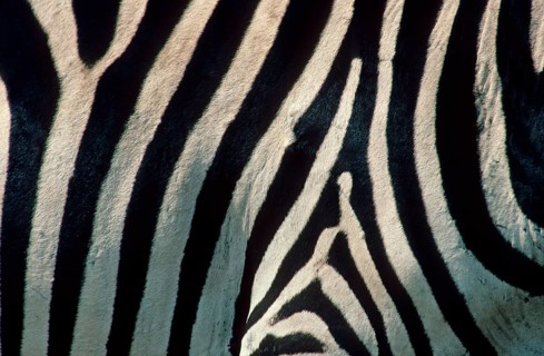 Bohemian zebra