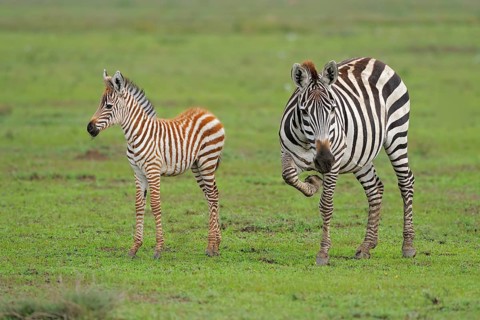 Bohemian zebra