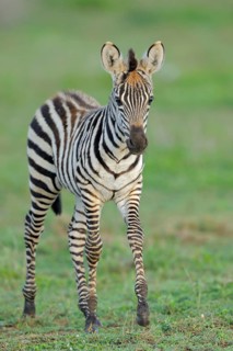 Bohemian zebra