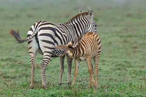 Bohemian zebra