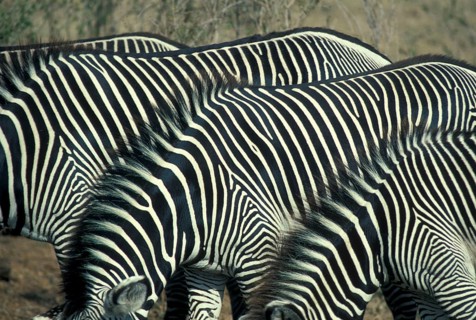 Grevy's grevy's zebra