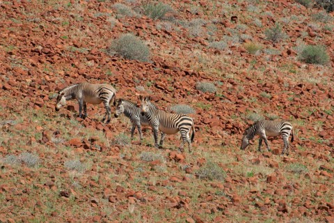 Hartmann's mountain zebra