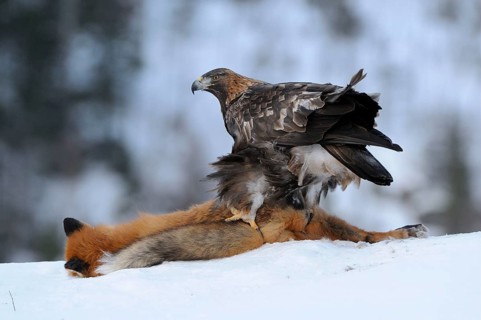 Steinadler mit erbeutetem Rotfuchs