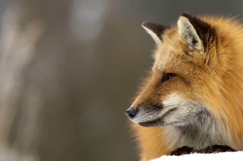 American Red Fox