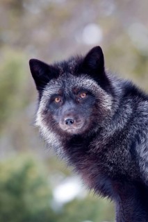American red fox