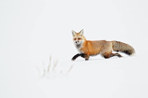 American Red Fox