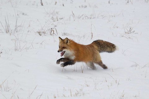 American Red Fox