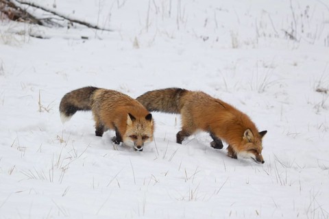American Red Fox