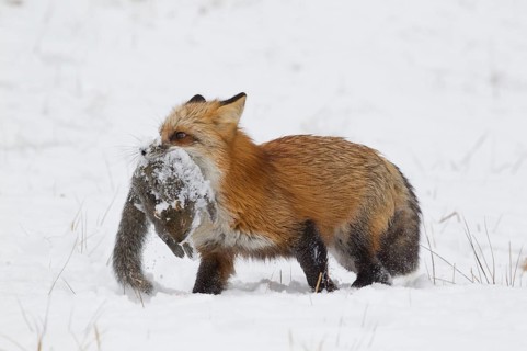 American Red Fox