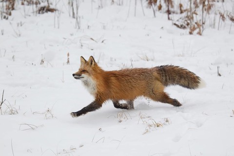 American Red Fox