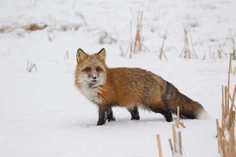 American Red Fox