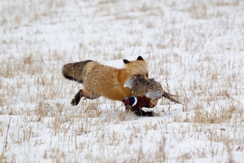 American Red Fox