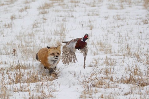 American Red Fox
