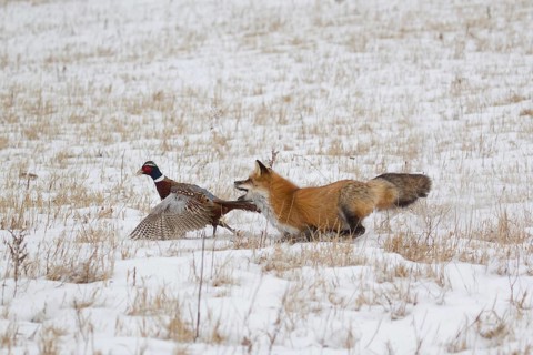 American Red Fox
