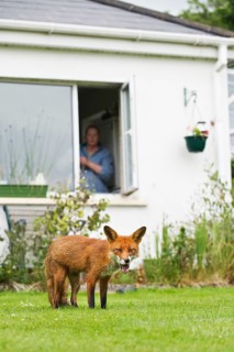 Red fox