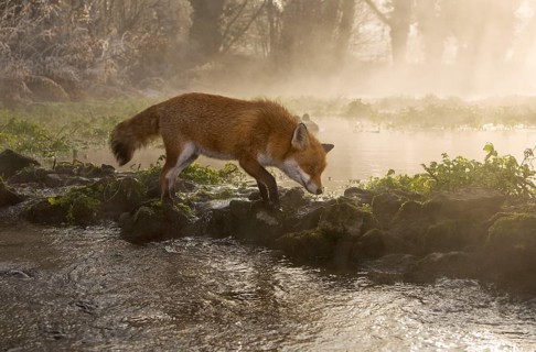 Red fox