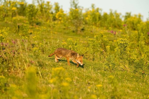 Red fox