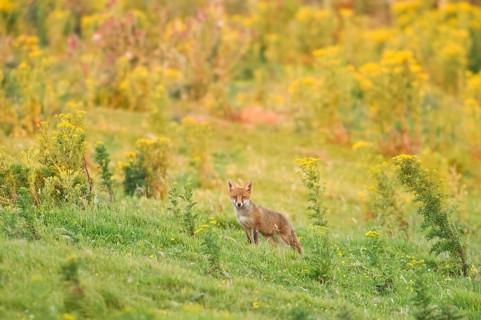 Red fox