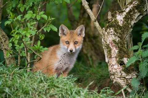 European Red Fox