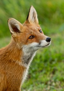 Red fox