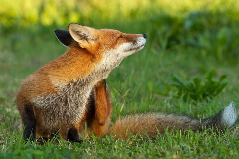 Red fox