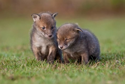 Red fox