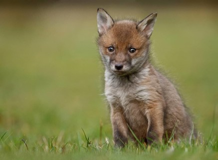 Red fox