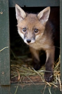 Red fox
