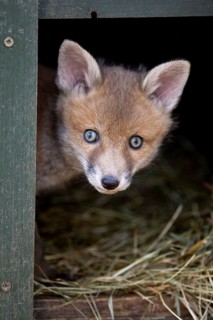 Red fox
