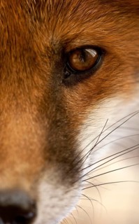Red fox
