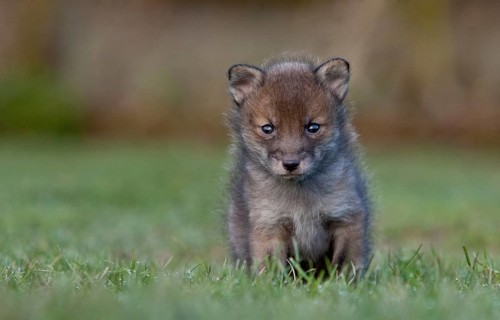 Red fox