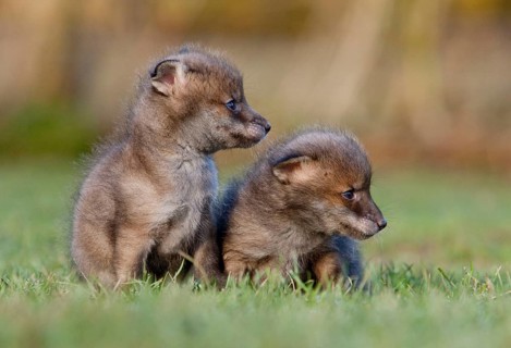 Red fox