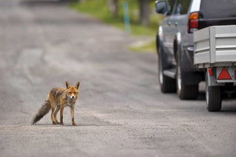 Red fox