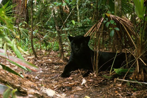 Jaguar