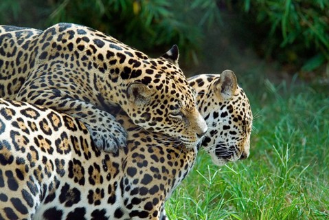 Jaguar