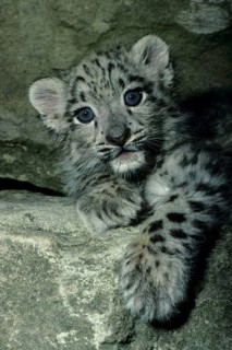 Snow leopard