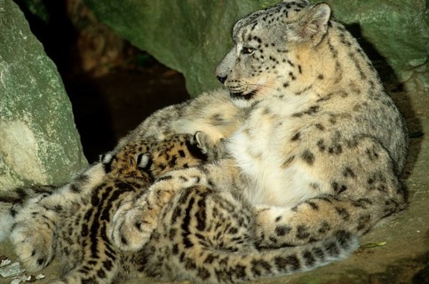 Snow leopard