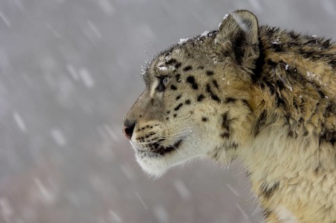 Snow leopard
