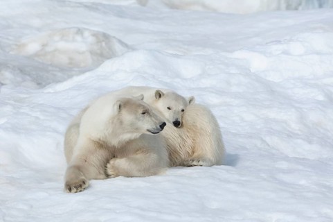 Mother polar bears