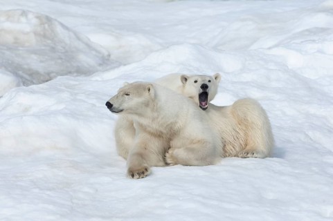 Mother polar bears