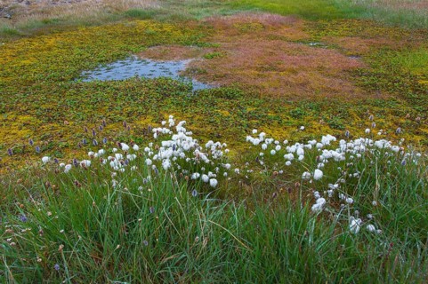 Arctic cottongrass