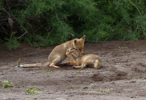 Red fox