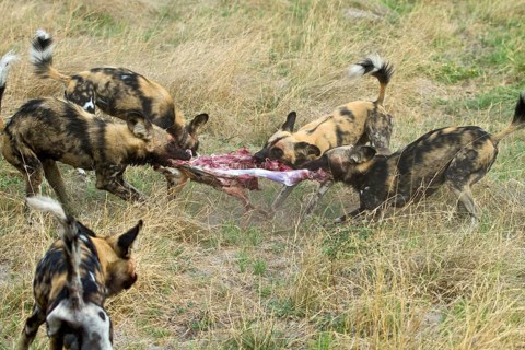 African wild dog