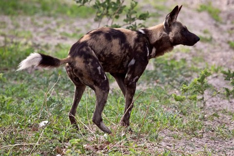 African wild dog
