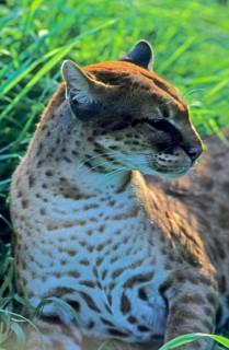 African golden cat